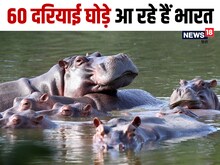 60 दरियाई घोड़ों को भारत भेजेगा कोलंबिया, पाब्लो एस्कोबार से रहा है गहरा नाता