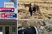 OMG : ये सिरफिरा 41 देशों में बैन खूंखार पिटबुल डॉग से कटवा रहा है स्ट्रीट डॉग, फिर करता है वीडियो वायरल