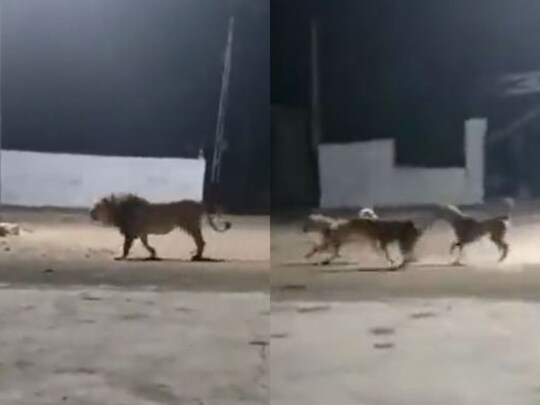 कुछ कुत्‍ते एक शेर को दौड़ाते नजर आ रहे (Photo-Twitter-@susantananda3)