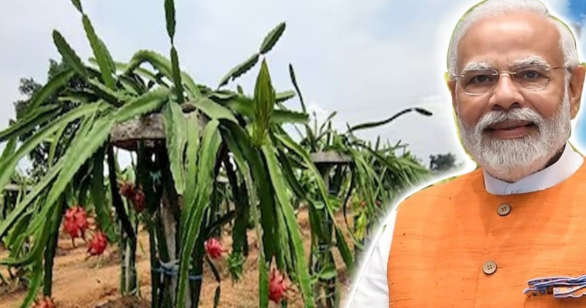 Dragon Fruit Farming Hindustan News Hub