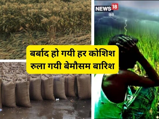Farmers of MP. एमपी में हाल ही में हुई बमौसम बारिश और ओलाबारी ने 80 फीसदी फसल चौपट कर दी है.