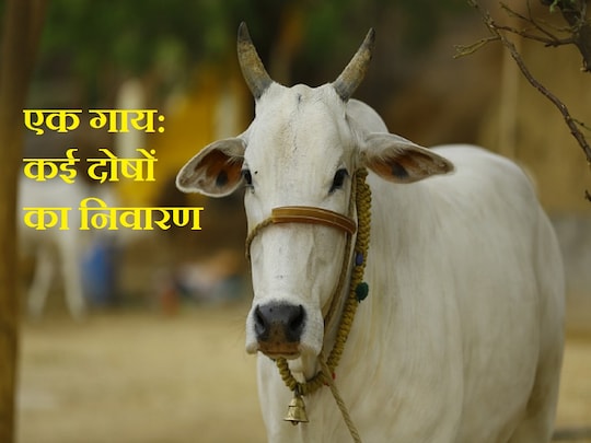 गाय में देवी और देवताओं का वास होता है. (Photo: pixabay)
