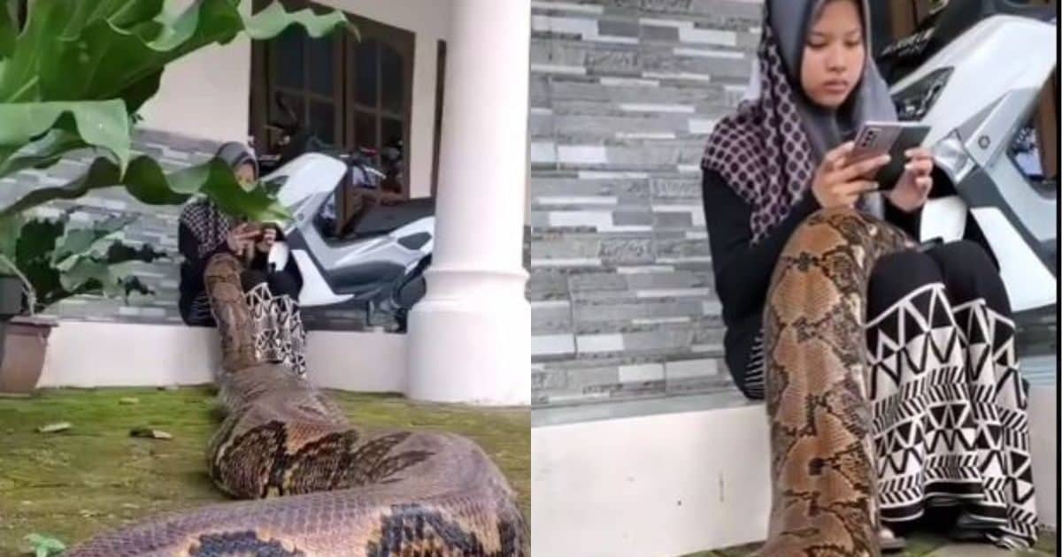 Women playing with a giant python snake shocking video viral saanp ...