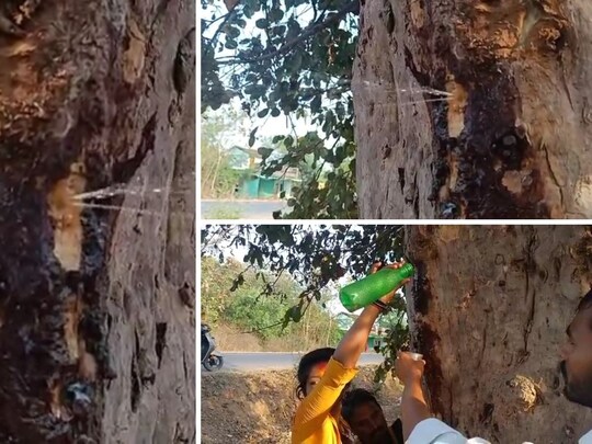 Viral video: जबलपुर के कटंगी में अर्जुन के पेड़ से निकल रहा पानी भरने के लिए लोगों की लाइन लगी हुई है.
