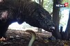 Viral Video: ड्रैगन से हुआ कोबरा का सामना, हमला करने की कोशिश में लगे दोनों