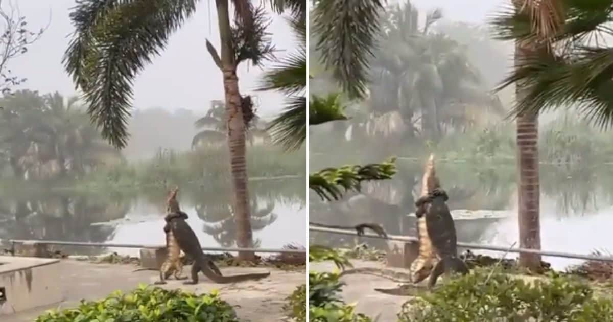 Monitor lizards fighting in IIM Kolkata campus susanta nanda ifs viral