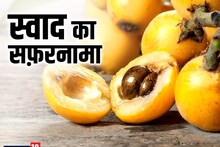 स्वाद का सफ़रनामा: दिल के लिए बेहद गुणकारी है लोकाट, कोलेस्ट्रॉल करता है कंट्रोल, चीन से जुड़ा है इतिहास