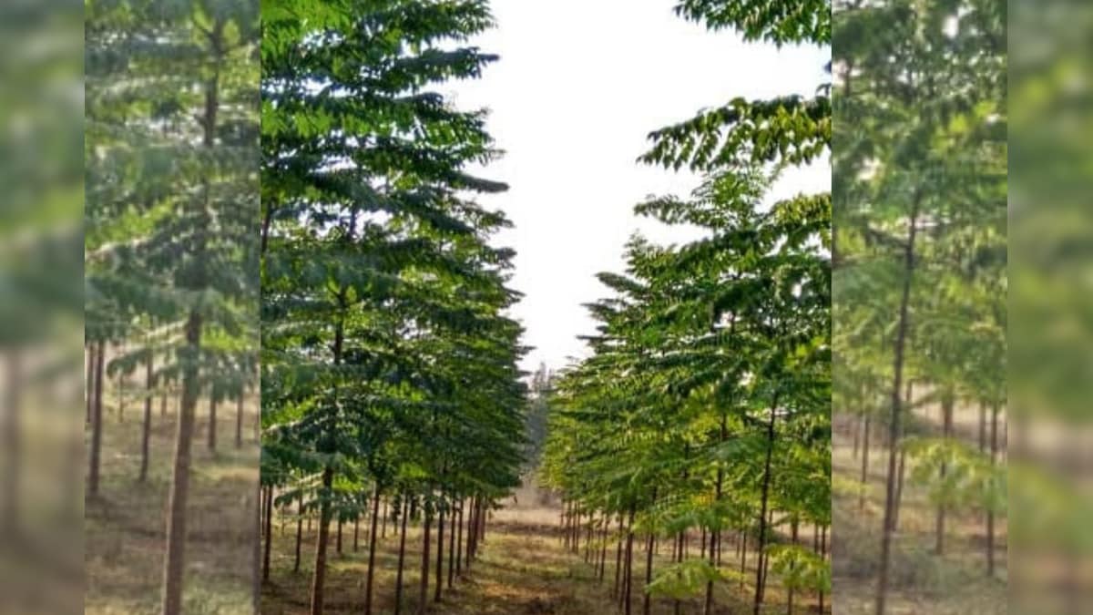 Business idea: मालाबार नीम की खेती कर किसान हो जाएंगे मालामाल, एक बार कर दी बुवाई तो होगी लाखों रुपये की कमाई