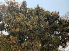 आम के पेड़ में लगे मंजर का कीट से बचाव के लिए करें ये उपाय, होगी बंपर कमाई