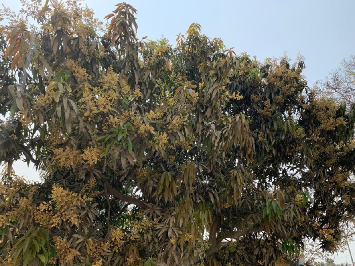 unseasonal rains, Farming, farmers, weather news, mausam, mausam ki jankari, weather news, weather news hindi, imd rainfall, crops damaged, crops damaged due to rains, बारिश, किसान, खेती-किसानी, बेमौसम बारिश क्यों होता है, किन फसलों को हुआ नुकसान
