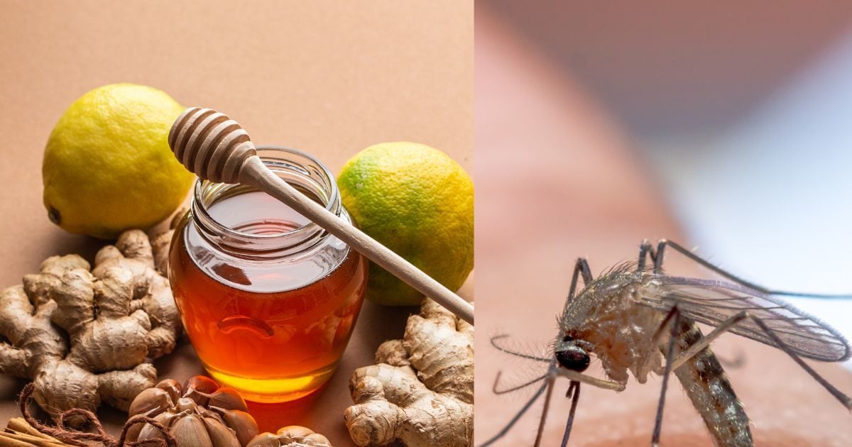 मच्छरों के लिए जहर हैं किचन में रखी 5 चीजें, जान लें इस्तेमाल का तरीका