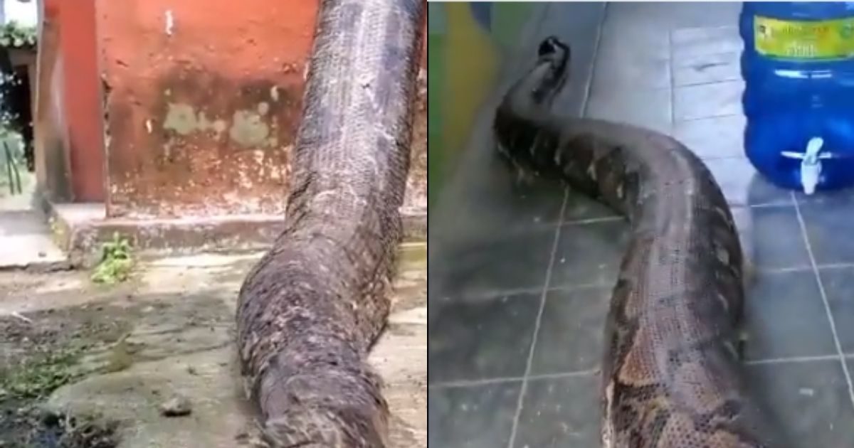 Viral Video: सांप की सेहत और लंबाई उड़ा देगी होश! शुरू होकर खत्म होने ...