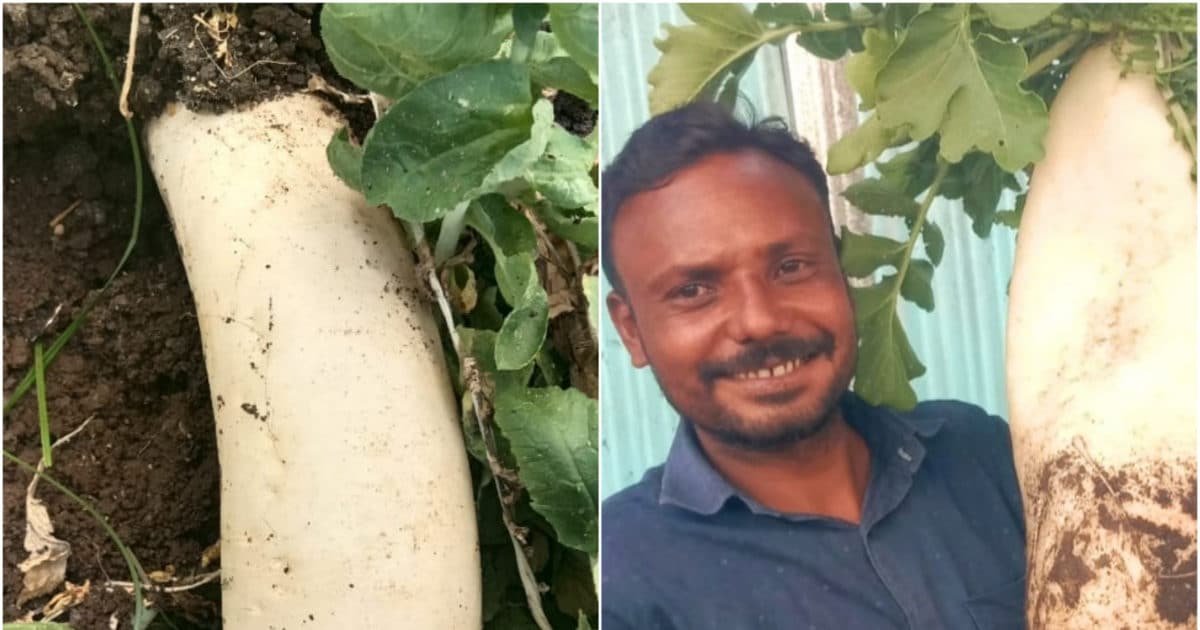Radish farming five kilogram weight maharashtra beed मूली है या मूला