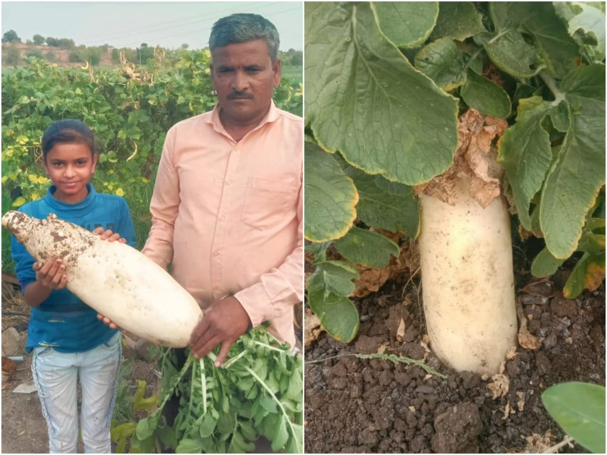 Unique Radish