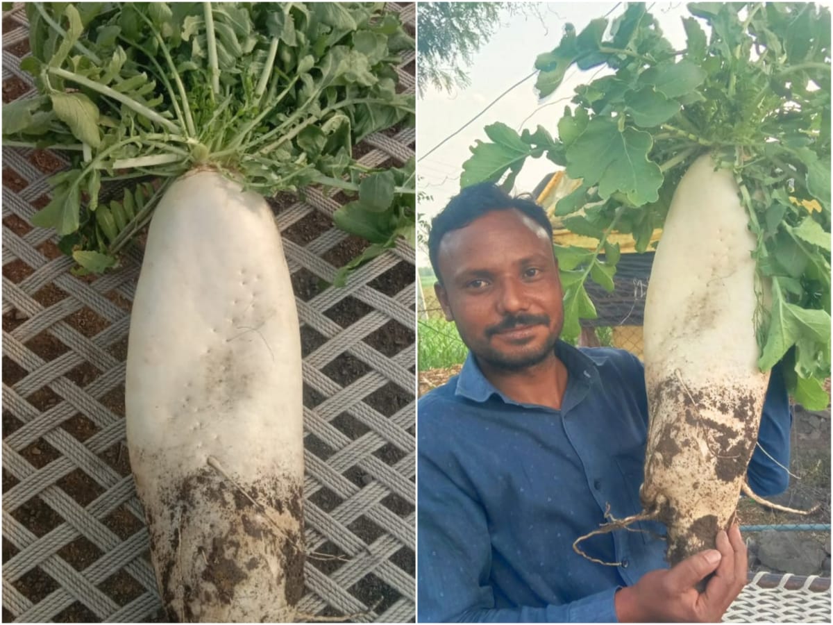 Unique Radish