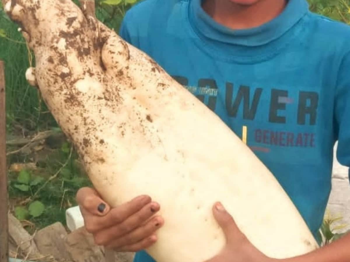 Unique Radish