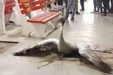 ट्रेन से टकराकर पटरी पर गिरा राजकीय पक्षी सारस, प्लेटफॉर्म पर दर्द से तड़पता रहा, VIDEO वायरल