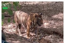 Sariska Tiger Reserve: 15 साल में 11 टाइगर भेजे, फिर भी नहीं बढ़ा कुनबा, प्रजनन कम मौतें ज्यादा