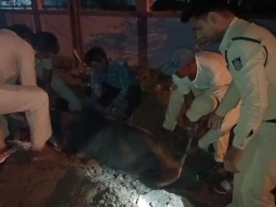 shahdol news: गोहपारू पुलिस बुढ़ार छापामार कार्रवाई के लिए निकली थी. तभी शहडोल शहर में पहुंचते नाली में फंसी गाय को देख बचाने में जुटी.