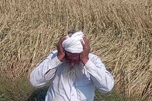 Sheopur Weather: तेज हवा के साथ आधे घंटे हुई झमाझम बारिश, फिर 20 मिनट तक गिरे ओले, फसलें तबाह