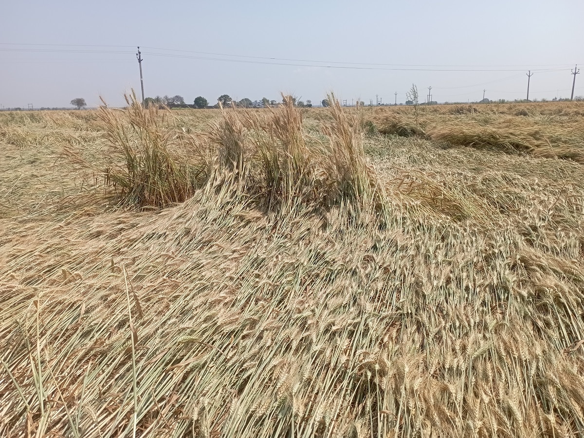 Sheopur Crop Loss