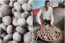 काला आलू: सीवान में 50 रु किलो आलू काला, बिहार में काले आलू की खेती का क्रेज बढ़ा