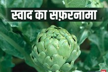 Journey of taste: Artichoke is beneficial for liver, heart, exotic vegetable full of qualities, history is interesting