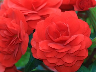  ट्यूबरस बेगोनिया: ट्यूबरस बेगोनिया का पौधा सुर्ख लाल रंग के खूबसूरत फूलों के लिए मशहूर है. वहीं इस पौधे को धूप दिखाने की ज्यादा जरूरत नहीं होती है. ऐसे में ट्यूबरस बेगोनिया को आप घर के किसी भी कोने में रख सकते हैं. इसे ड्रांइग रूम या बच्चों के स्टडी रूम में रखा जा सकता है. इससे घर में खुशनुमा माहौल सा भी महसूस होगा. (Image-Canva)