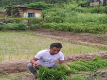 45 साल बाद उत्तराखंड  के इस गांव में लहरायी धान की फसल...