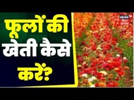 Farming News: अन्नदाता | फूलों की खेती कैसे करें?  | Annadata | TOP News | Hindi News