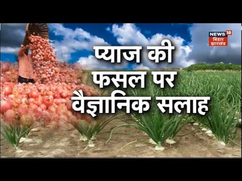 Annadata : प्याज की खेती कैसे करें? यहां जानें । Onion Farming In Hindi