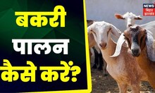 Farming News: अन्नदाता | बकरी पालन से कमा रहें लाखों की आय | Annadata | TOP News | Hindi News