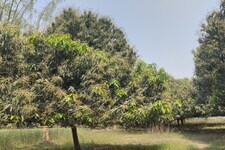 पेड़ पर आए मंजर देख भोजपुर के किसानों के चेहरे खिले