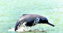 Ganga Dolphin: चंबल नदी हो रही साफ...बढ़ रहा गंगा डॉल्फिन का कुनबा, एक साल में इतनी वृद्धि