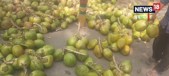 नारियल