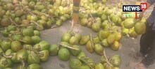 Prayagraj News: नारियल पानी का खूब सेवन कर रहे शहरवासी, दाम बढ़ने के बावजूद बिक्री में आई तेजी