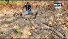 Video: महुआ चुन रहे थे ग्रामीण तभी पहुंचा 11 फिट लंबा किंग कोबरा, फिर जो हुआ...