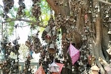 Madhubani News: इस पेड़ पर बंधी हैं हजारों घंटियां, जानें क्या है मुनि बाबा स्थान का रहस्य