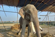 Muzaffarpur News : पशु मेले में कौतूहल का विषय बना 35 साल का हाथी, खाने में पसंद है गन्ना और पीपल की डाल