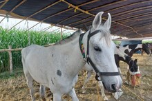 Muzaffarpur: अपनी खूबसूरती से दीवाना बना रही है साढ़े तीन लाख की ये घोड़ी, रफ्तार जानकर रह जाएंगे दंग