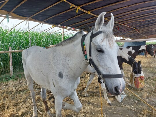 साढ़े