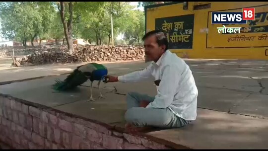 मोर