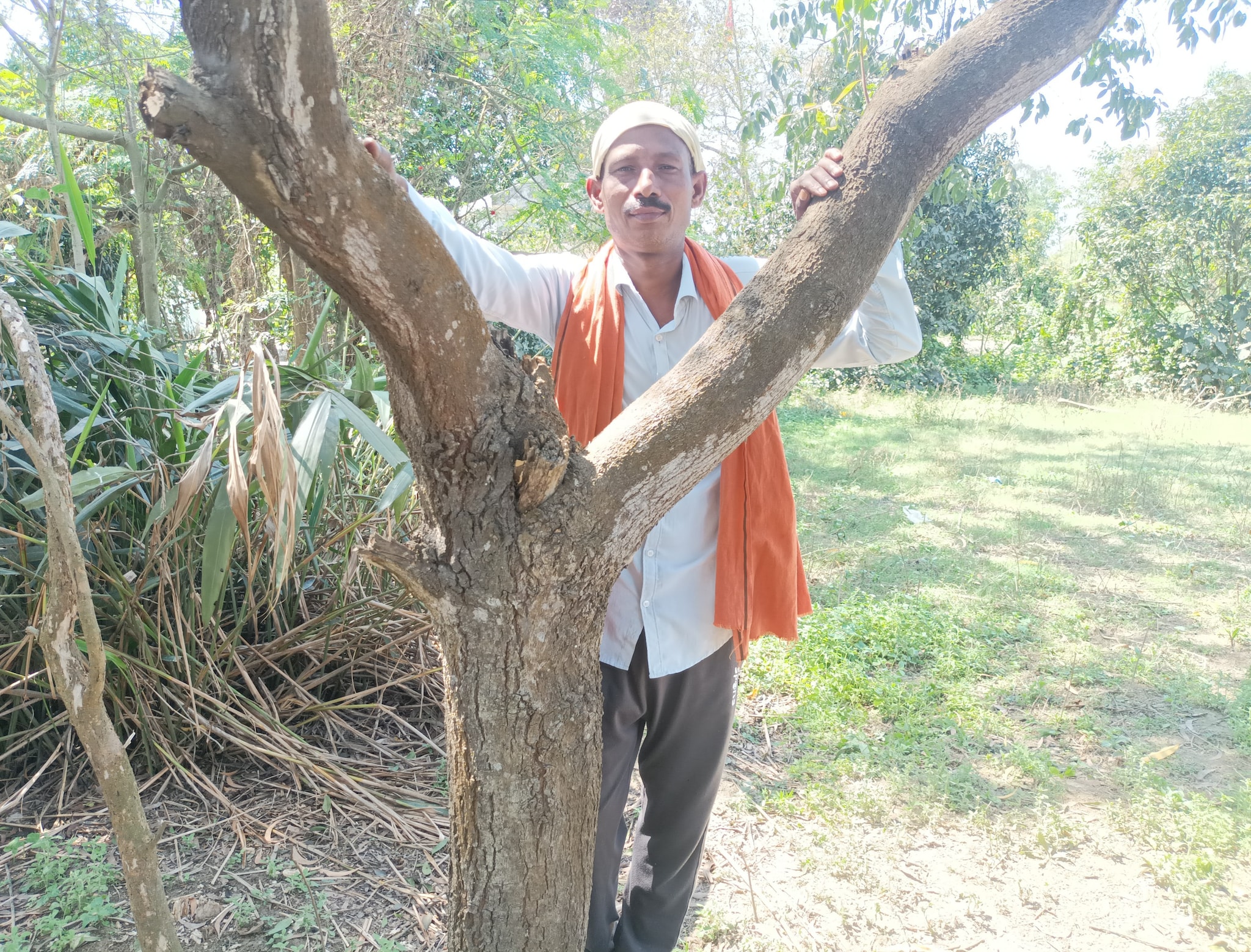 OMG! यह पेड़ आपको 12 साल में बना देगा करोड़पति, कैसे? कहां मिलेगा पौधा? यहां  जानें सबकुछ - Good news this tree will make you a millionaire in 12 years  how where