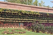 Jodhpur News : प्रदूषण को कम करने के लिए नगर निगम की पहल, ग्रीन वॉल के जरिए लगाए जा रहे यह पौधे