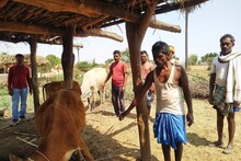 OMG: मवेशियों को 'वीक ऑफ', छुट्टी वाले दिन खास आहार, झारखंड की इस परंपरा जान हो जाएंगे हैरान