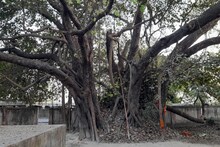 Samastipur News: यहां मनोकामना पूर्ण होने पर चढ़ाते हैं पत्थर, जानिए क्या है इसका रहस्य