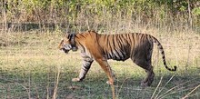 Alwar News: सरिस्का में हुई बाघिन एसटी-30 की साईटिंग, पर्यटन मंत्री ने किए दीदार