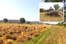 Karauli News: बेमौसम बारिश के बाद गेहूं की कटाई जोरों पर, ₹500 मजदूरी के बाद भी नहीं मिल रहे मजदूर
