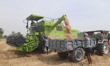 Siwan News : परेशानी भरे दौर से गुजर रहे हैं सीवान के किसान, समय पर नहीं हो पा रही है गेहूं की कटाई