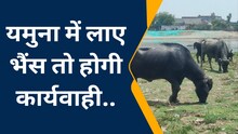 आगरा के नगर आयुक्त का एक्शन, बोले- यमुना में लाई भैंस तो होगी जब्त और नीलामी